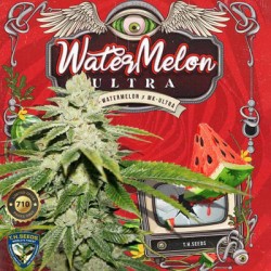 Watermelon Ultra TH Seeds