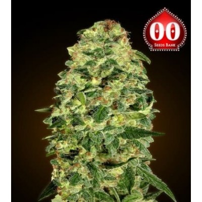 California Kush auto 00 Seeds Bank