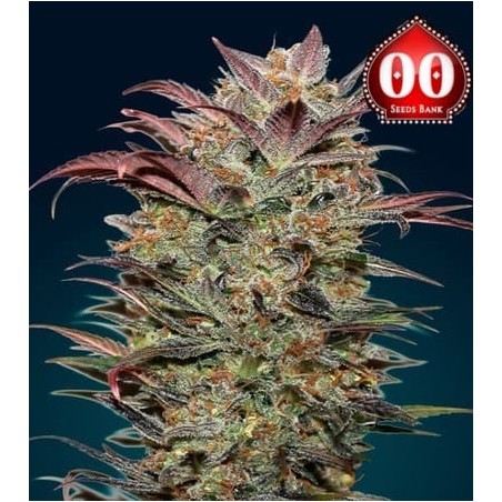 Chocolate Cream auto 00 Seeds Bank