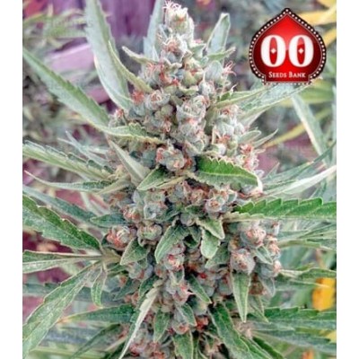 Chocolate Skunk auto 00 Seeds Bank semillas cannabis