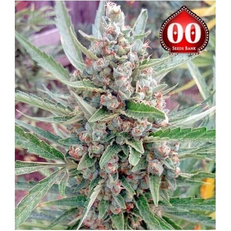 Chocolate Skunk auto 00 Seeds Bank semillas cannabis