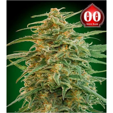 auto Gorilla 00 Seeds Bank