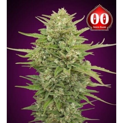 Super Skunk auto 00 Seeds Bank