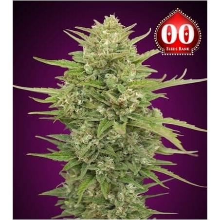Super Skunk auto 00 Seeds Bank