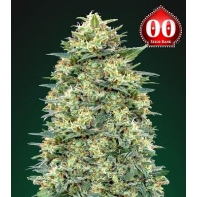 White Widow XXL auto 00 Seeds Bank