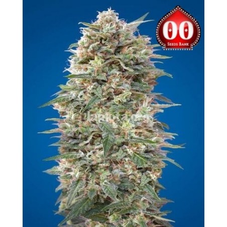 California Kush 00 Seeds Bank