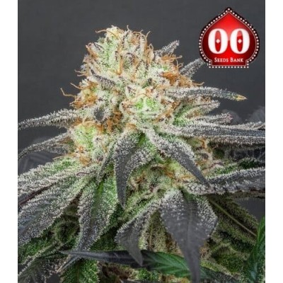 Caramel Kush 00 Seeds Bank