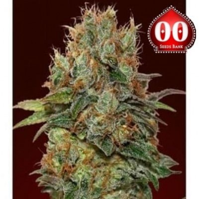 Chocolate Kush 00 Seeds Bank