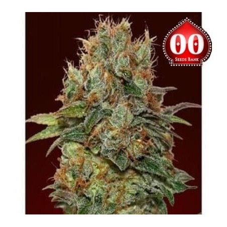Chocolate Kush 00 Seeds Bank