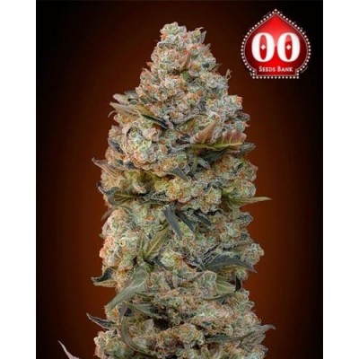 Chocolate Skunk 00 Seeds Bank