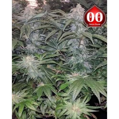 Northern Light 00 Seeds Bank