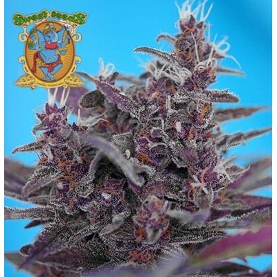 Black Cream auto de Sweet Seeds semillas