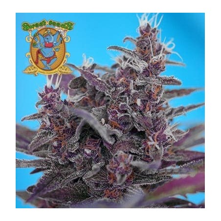 Black Cream auto de Sweet Seeds semillas