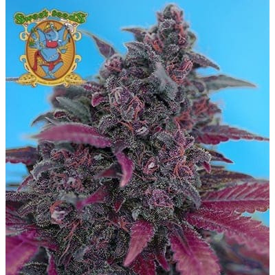 Dark Devil auto Sweet Seeds