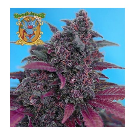 Dark Devil auto Sweet Seeds