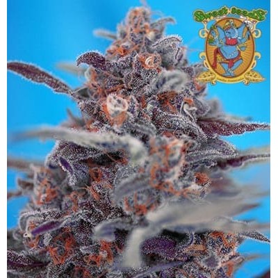 Devil Cream auto Sweet Seeds