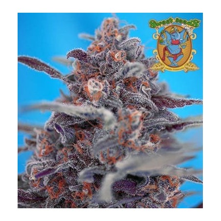 Devil Cream auto Sweet Seeds