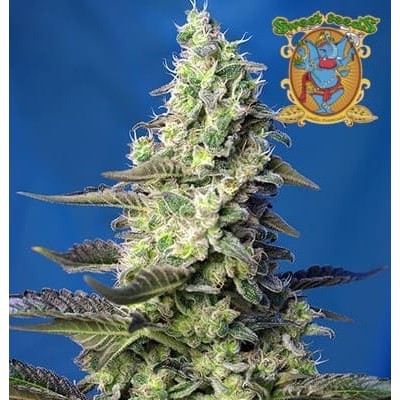 Green Poison XL auto Swwet Seeds