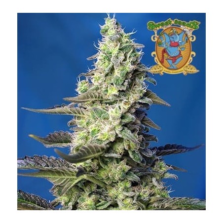 Green Poison XL auto Swwet Seeds