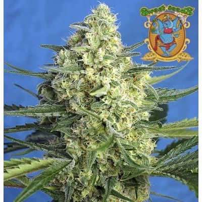 Jack 47 XL auto de Sweet Seeds