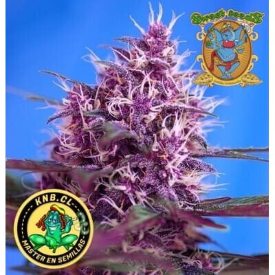 Red Poison auto Sweet Seeds