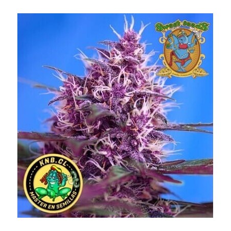 Red Poison auto Sweet Seeds