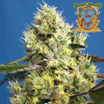 Sweet Gelato auto de Sweet Seeds