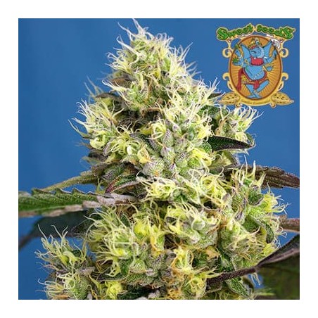 Sweet Gelato auto de Sweet Seeds