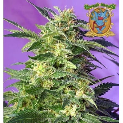 Killer Kush auto Sweet Seeds