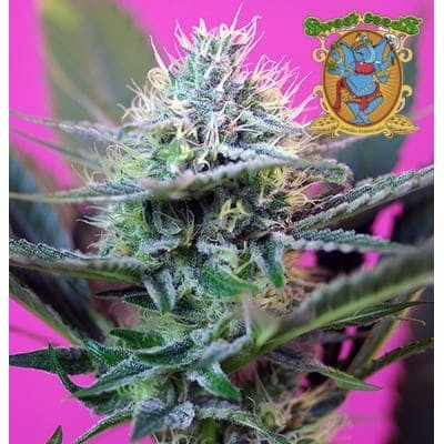 + Speed auto Sweet Seeds