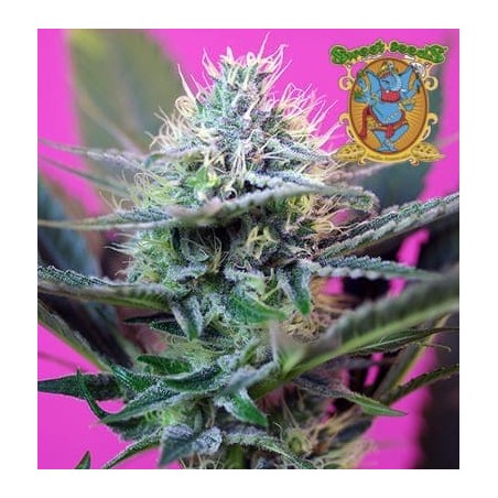 + Speed auto Sweet Seeds