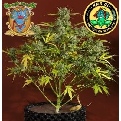 Sweet Trainwreck auto Sweet Seeds