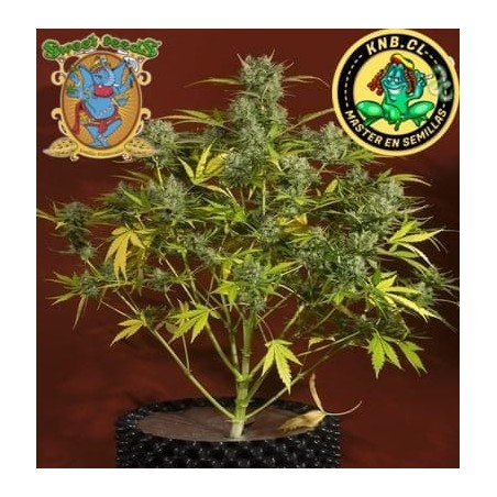 Sweet Trainwreck auto Sweet Seeds