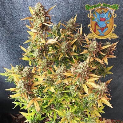 Runtz xl auto Sweet Seeds