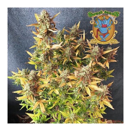 Runtz xl auto Sweet Seeds