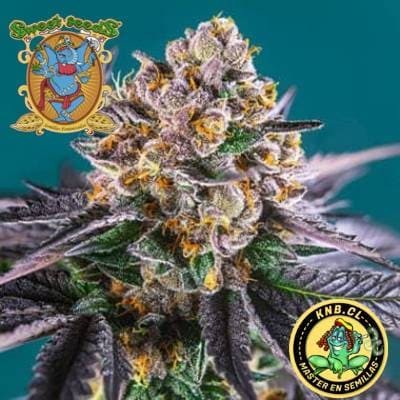 Red Strawberry Banana auto Sweet Seeds