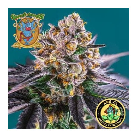 Red Strawberry Banana auto Sweet Seeds