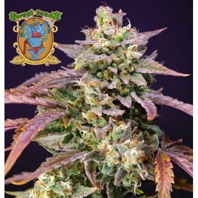 Purple Punch OG XL auto de Sweet Seeds