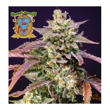 Purple Punch OG XL auto de Sweet Seeds