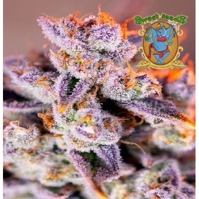 Tropicanna Poison de Sweet Seeds