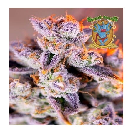 Tropicanna Poison de Sweet Seeds