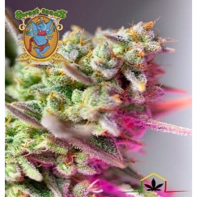 Sweet Mimosa auto  Sweet Seeds