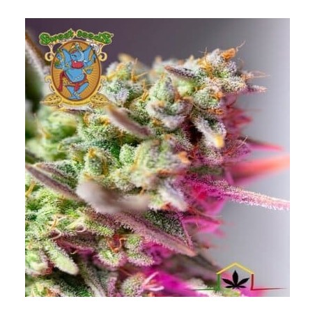 Sweet Mimosa auto  Sweet Seeds