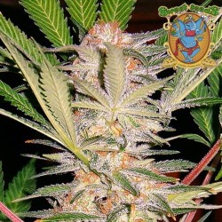 Semillas marihuana SAD de Sweet Seeds