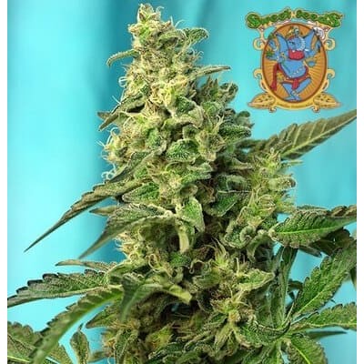 Green Poison fast version Sweet Seeds semillas cannabis