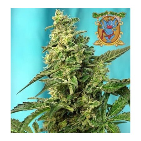 Green Poison fast version Sweet Seeds semillas cannabis