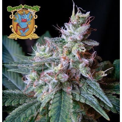 Cream Caramel fast version Sweet Seeds semillas cannabis