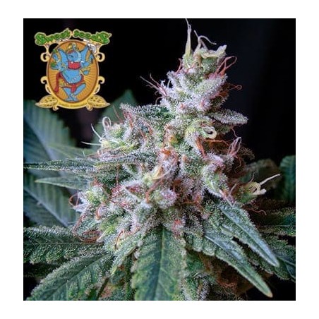 Cream Caramel fast version Sweet Seeds semillas cannabis
