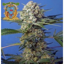 Crystal Candy fast version Sweet Seeds semillas cannabis