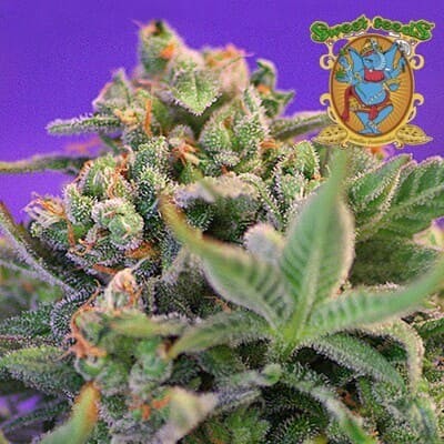 Semillas marihuana Sweet Cheese F1 de Sweet Seeds